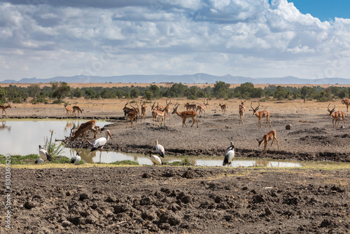 Multiple Species at the Waterhole in Ol Pejeta Conservancy, Nanyuki, Kenya, Africa