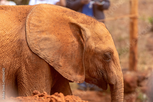 Profile of the Face and Ear of a Baby Elephant in an Elephant Orphanage, Nairobi, Kenya photo