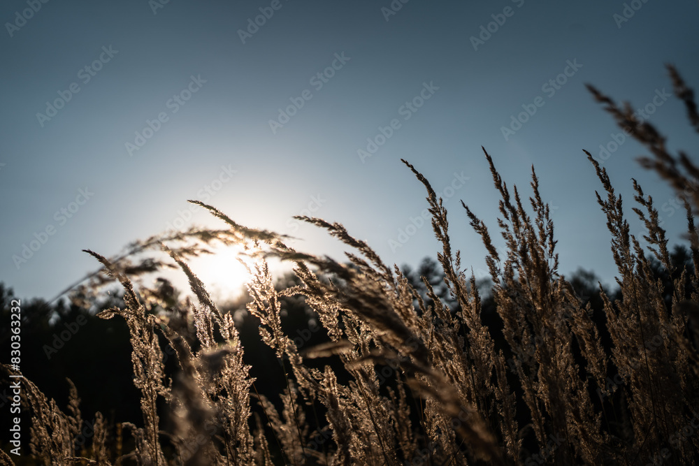 Fototapeta premium beautiful dry grass or cereal crops in field waving under wind at sunset