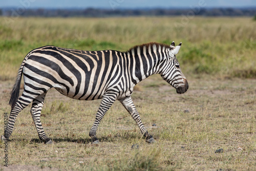 One Plains Zebra Striding Across a Grassy Field in Amboseli National Park  Kenya  Africa