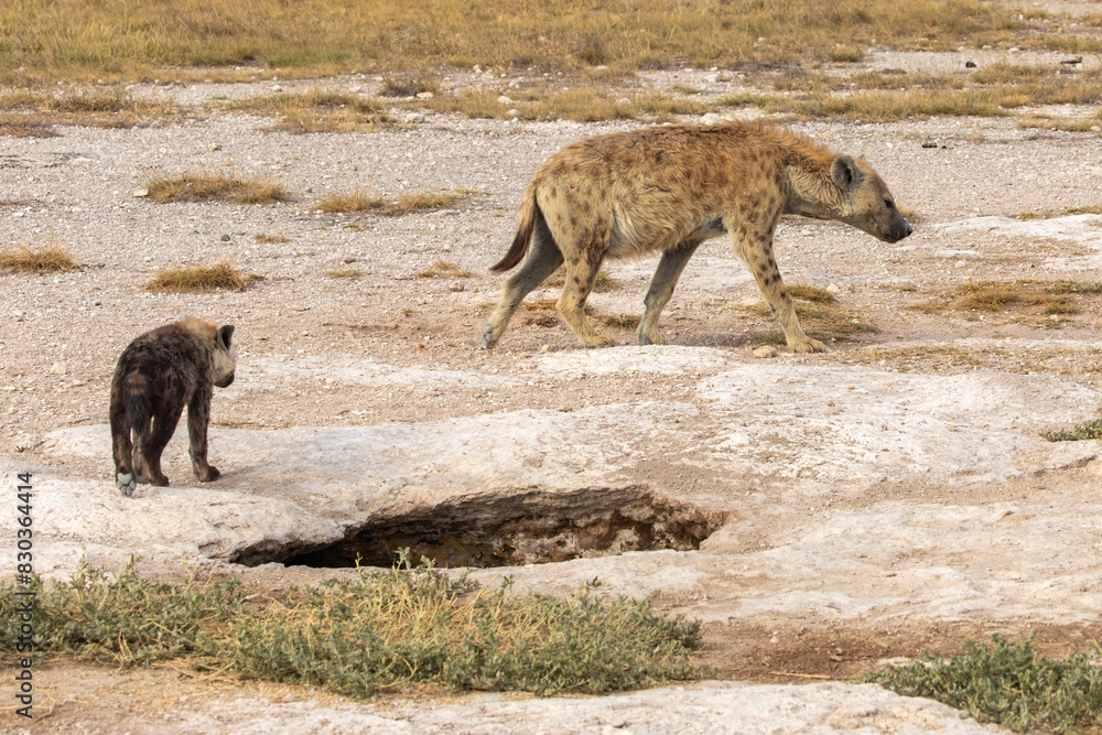 Fototapeta premium Female Hyena and Cub Near the Den in a Dry, Dusty Field in Amboseli National Park, Kenya, Africa