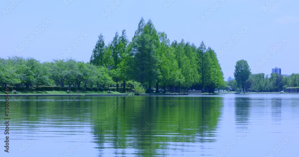 綺麗な水が流れる川と新緑の木 綺麗な水が流れる川と新緑の木