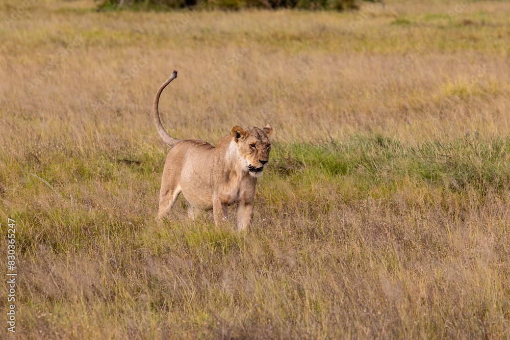 Female Lioness Stalking Hunting Prey in a Field of Tall Grass in the Savanna,, Amboseli National Park, Kenya Africa Female Lioness Stalking Hunting Prey in a Field of Tall Grass in the Savanna,, Amboseli National Park, Kenya Africa