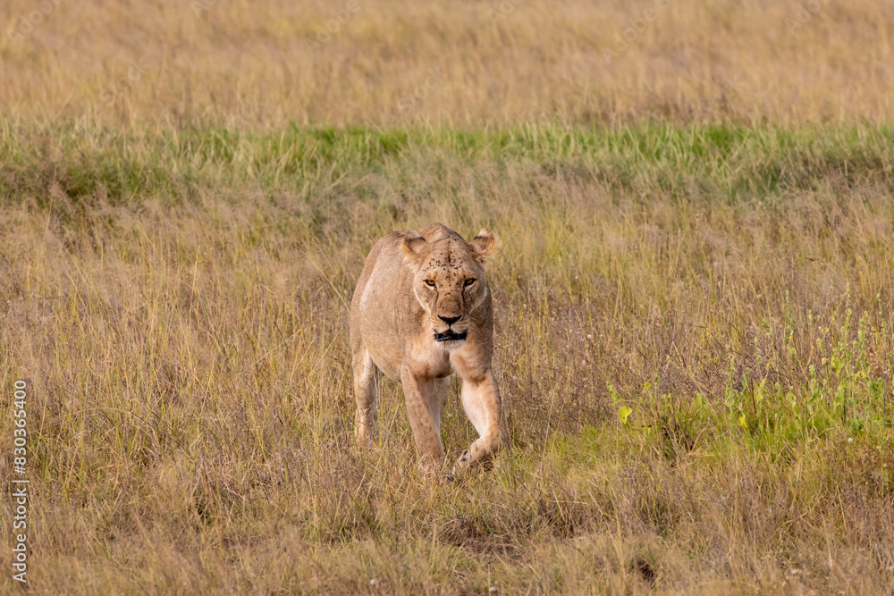 Fototapeta premium A Female Lioness on the Hunt, Walking in a Vast Field of Brown Grass in the Savanna of Amboseli National Park, Kenya, Africa