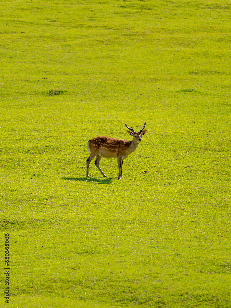 Naklejka premium 新緑の芝が広がる若草山と鹿