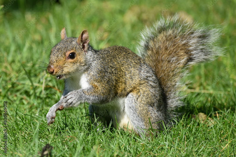 Closeup of Gray Squirrel Foraging in Sunlit Garden Closeup of Gray Squirrel Foraging in Sunlit Garden