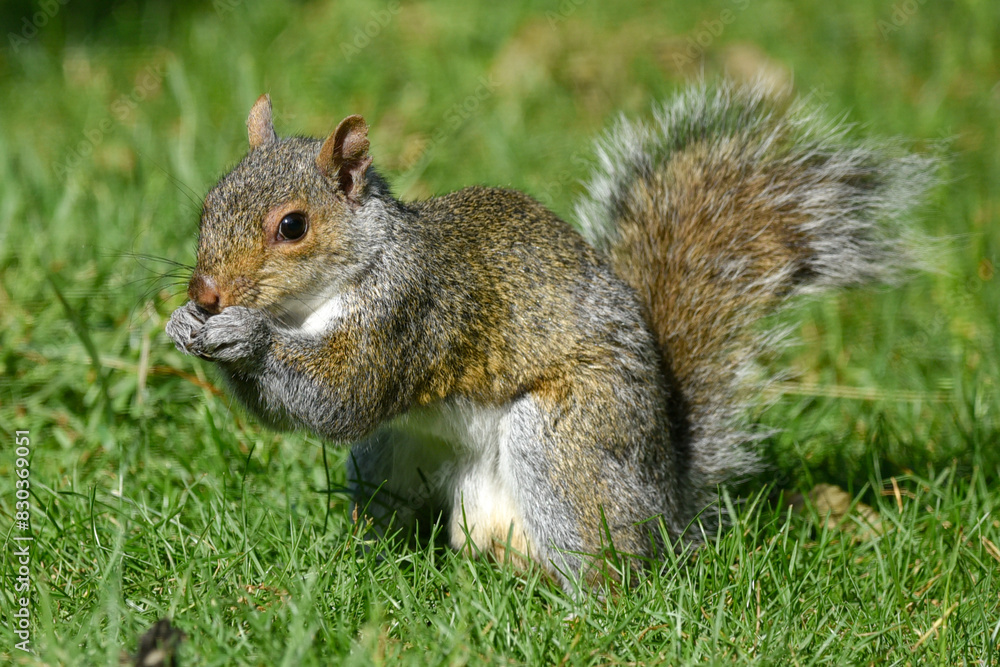 Closeup of Gray Squirrel Foraging in Sunlit Garden Closeup of Gray Squirrel Foraging in Sunlit Garden