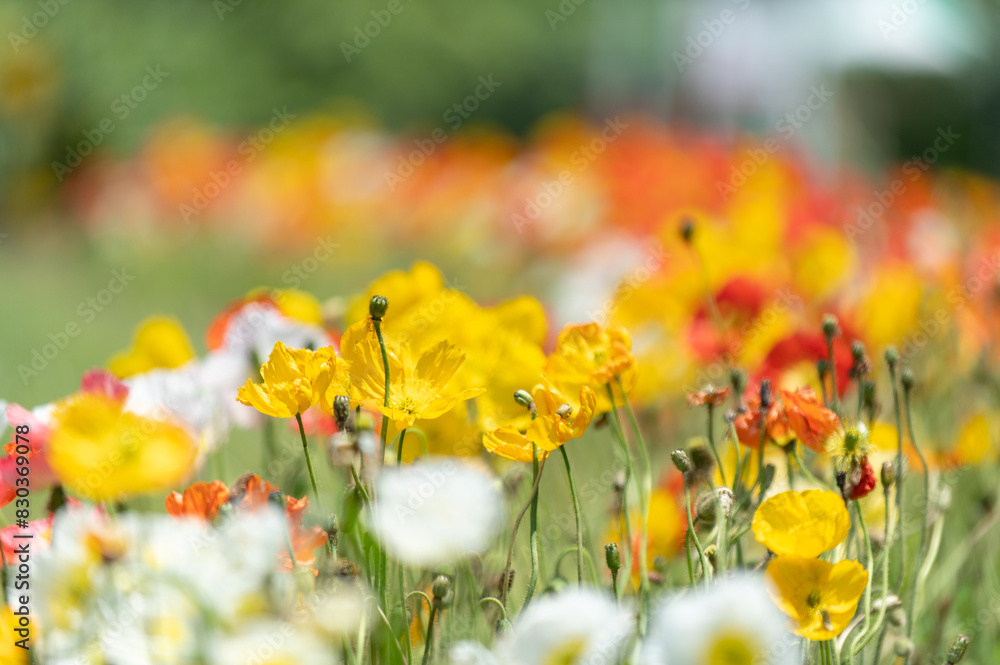 Obraz premium 満開のポピー畑