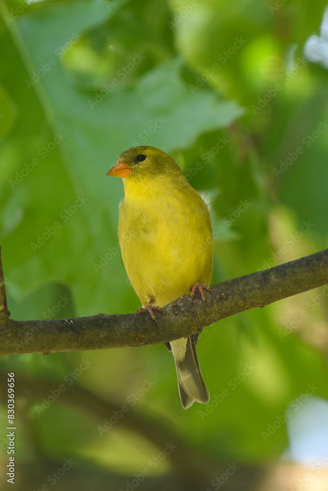 Yellow Finch Perched on an Oak Tree Branch in Spring Yellow Finch Perched on an Oak Tree Branch in Spring