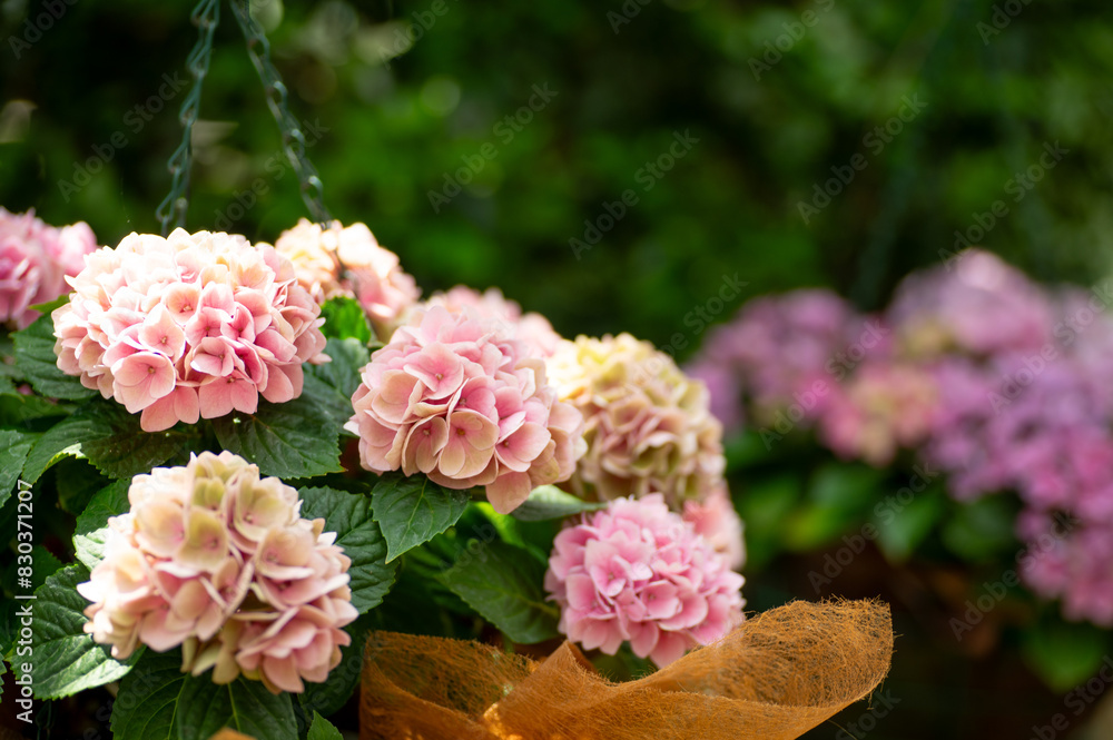 満開の紫陽花 満開の紫陽花