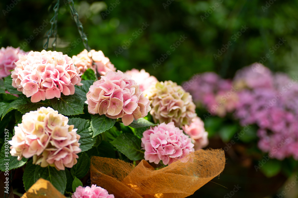 Fototapeta premium 満開の紫陽花