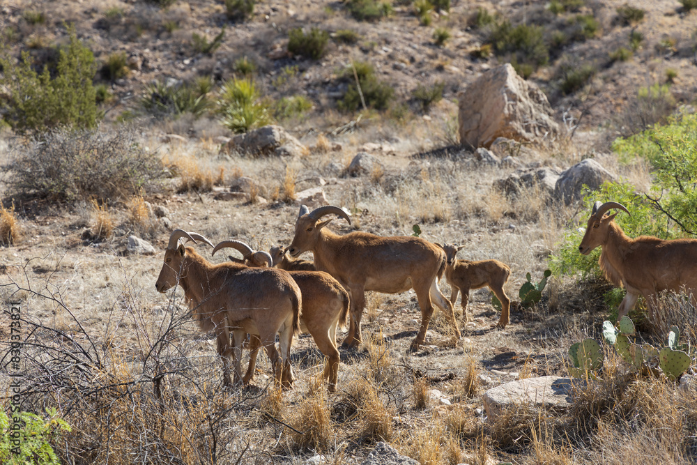 Obraz premium Barbary sheep herd in the wild