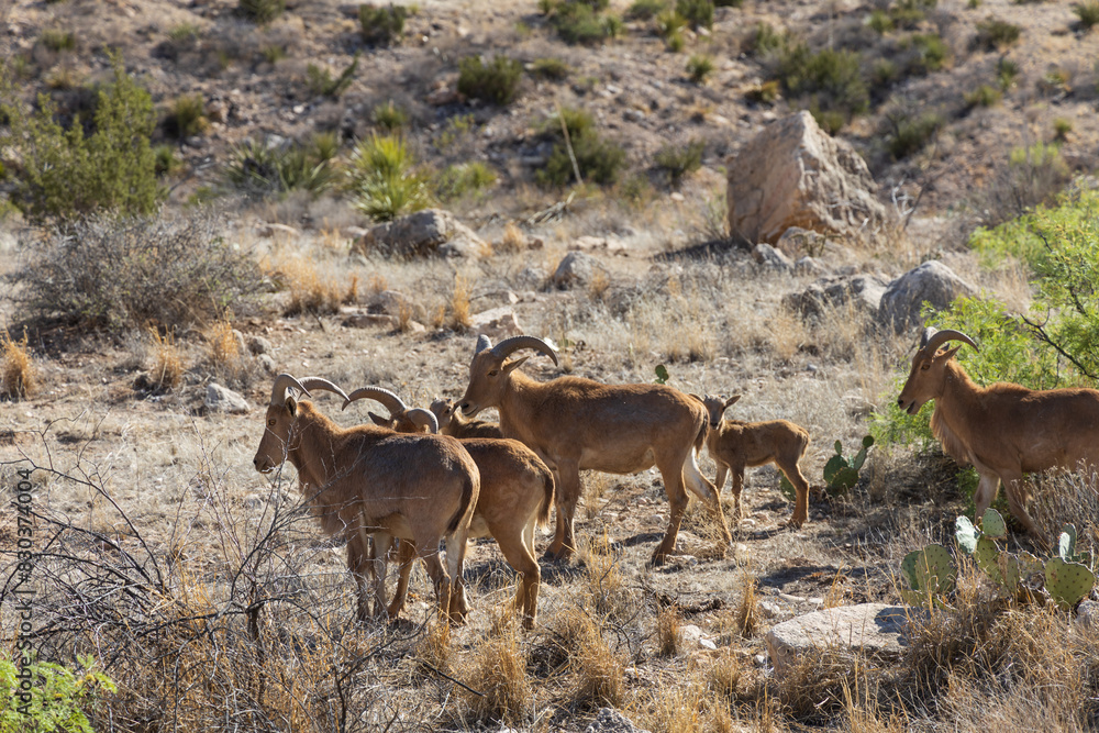 Naklejka premium Barbary sheep herd in the wild