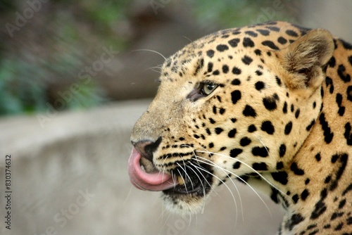 leopard in zoo