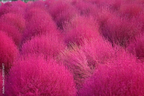 Fototapeta 大分農業文化公園のコキア（大分県） 