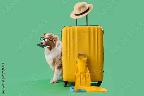 Cute Australian Shepherd do...