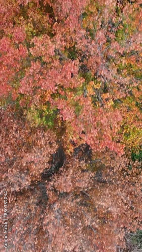 otoño, arboles y pinosinvierno, colores rosados plano cenital aereo, drone otoño, arboles y pinosinvierno, colores rosados plano cenital aereo, drone