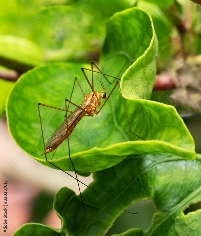 Crane fly with long brownish yellow body, elongated black legs, and large black eye is standing on a green hibiscus leaf. Crane fly with long brownish yellow body, elongated black legs, and large black eye is standing on a green hibiscus leaf.