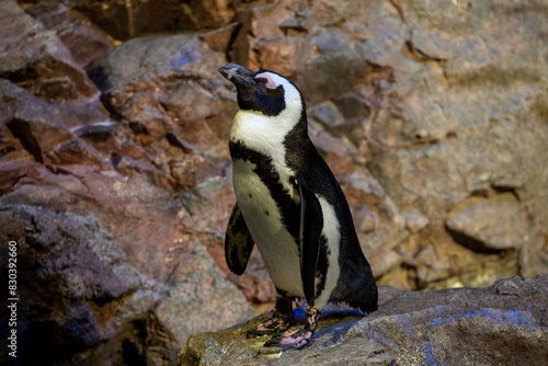 African penguin - also known as jackass penguin - at New England Aquarium in Boston, MA
