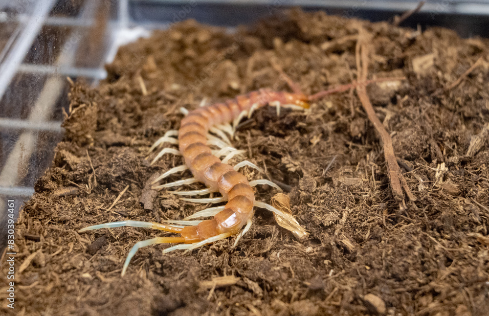 A large brown and white centipede is crawling through the dirt A large brown and white centipede is crawling through the dirt