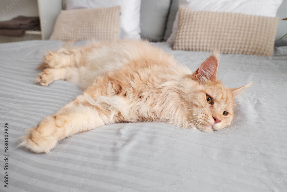 Cute beige Maine Coon cat lying on bed at home