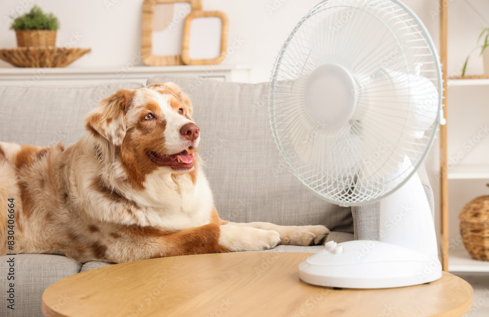 © Pixel-Shot - Adorable Australian Shepherd dog with electric fan lying on sofa at home
