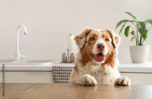 Adorable Australian Shepherd dog in kitchen at home