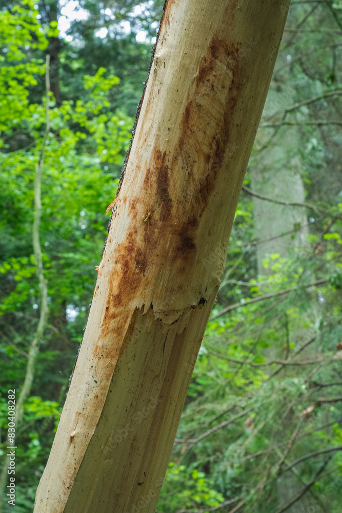Fototapeta premium Bark stripped trunk
