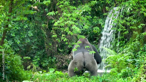 Strong male gorilla looking for food
