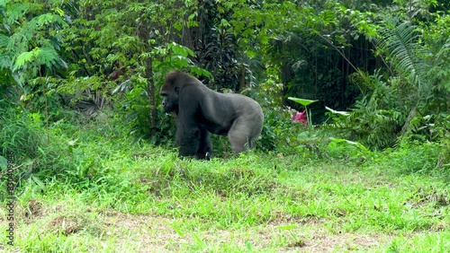 Strong male gorilla looking for food