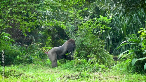 Strong male gorilla looking for food