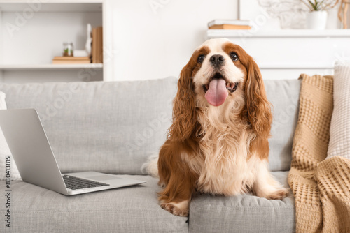 Adorable cavalier King Charles spaniel sitting on sofa at home photo