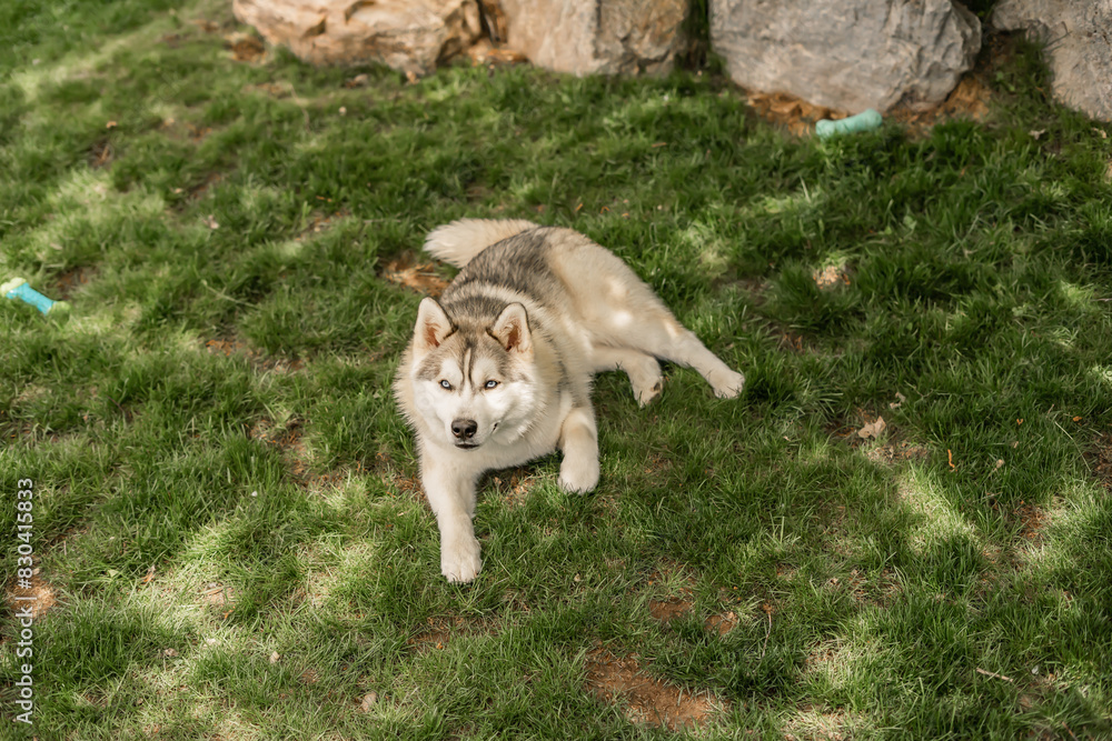Cutest Pomeranian Husky Dog Outside Grass Sitting Backyard