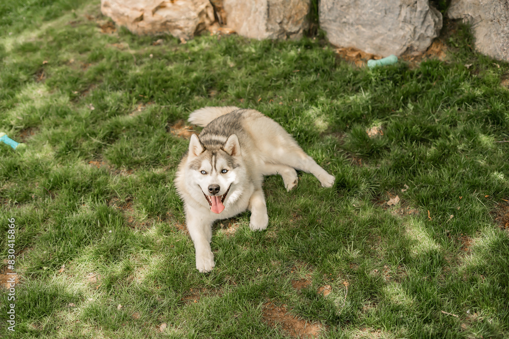 Cutest Pomeranian Husky Dog Outside Grass Sitting Backyard Smiling Tongue Out