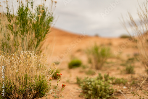 Little Orange Flower In Goblin Valley State Park