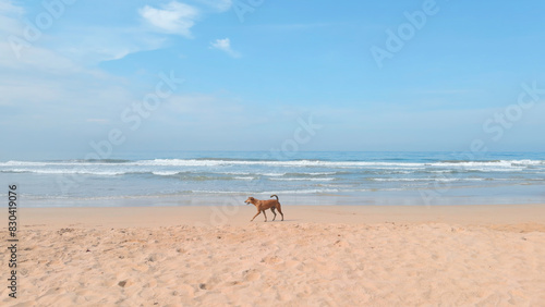 Wild dog walks on sea beach on sunny day. Action. Dog walks on sand by sea on sunny summer day. Beautiful landscape of sandy shore with walking dog and blue sea