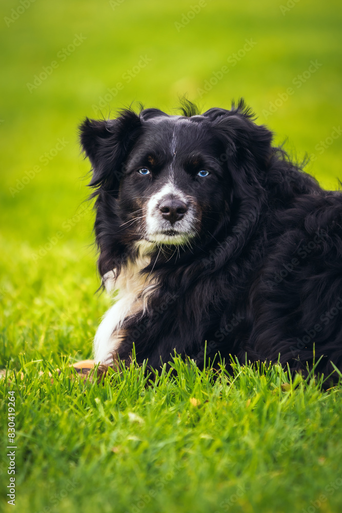 Border Colllie sitting in the grass looking at the camera. Border Colllie sitting in the grass looking at the camera.
