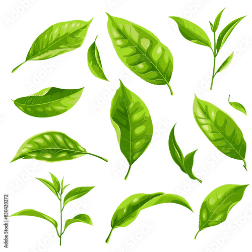 Several green leaves of different shapes and sizes