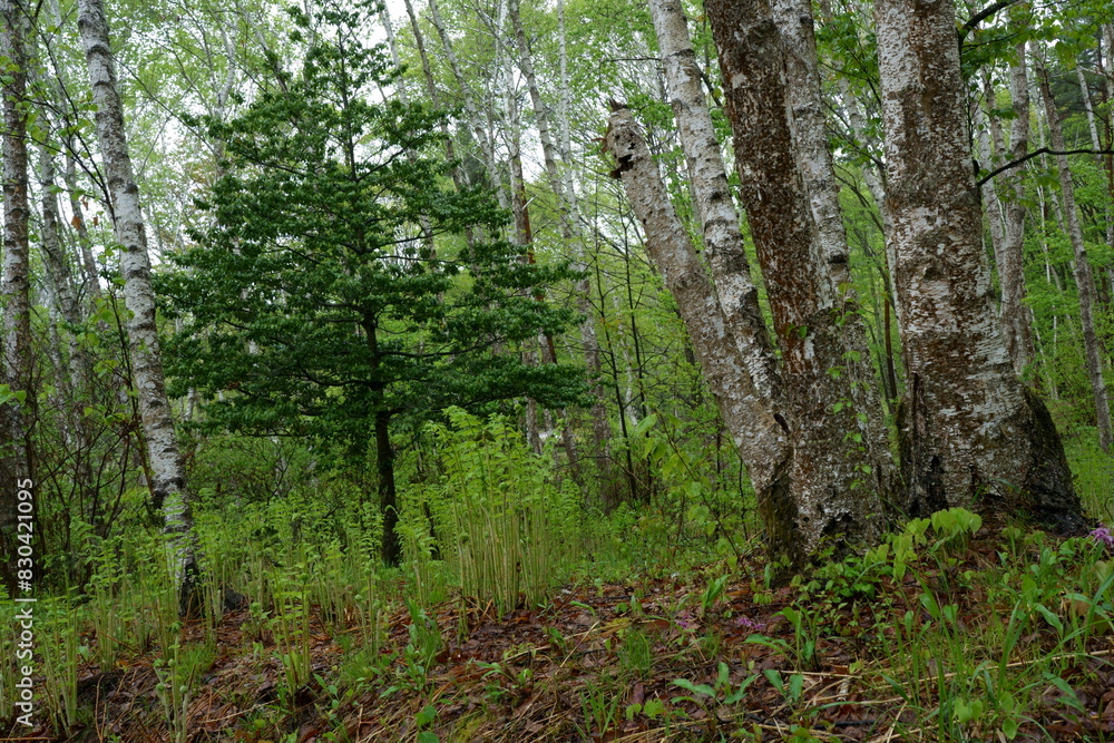 Naklejka premium 羊歯の生えている5月の雨の日の緑一杯の白樺林