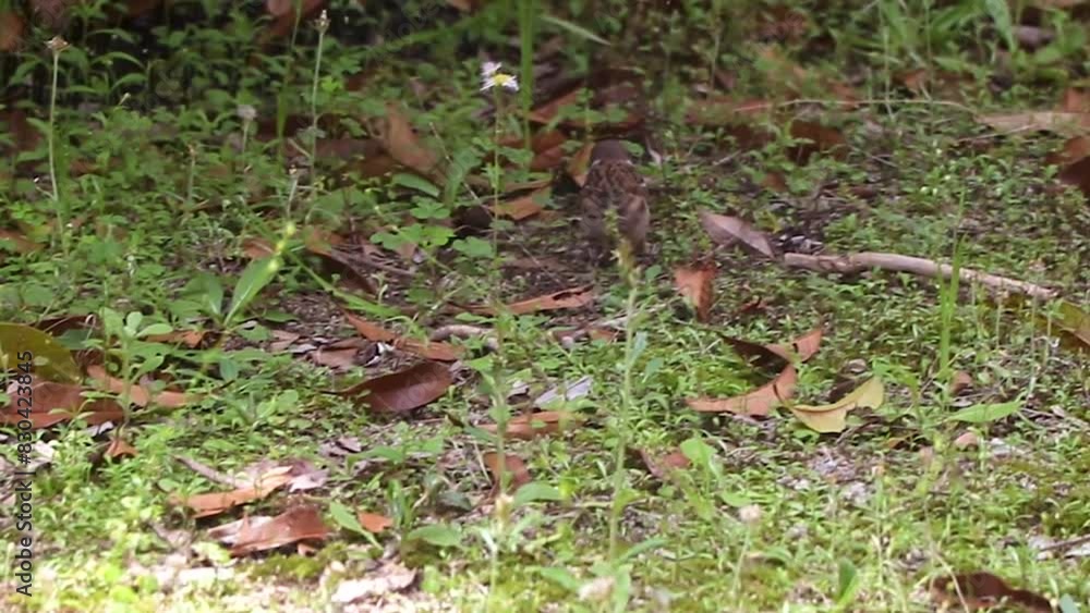 草が生えた地面の上を歩くスズメ 草が生えた地面の上を歩くスズメ