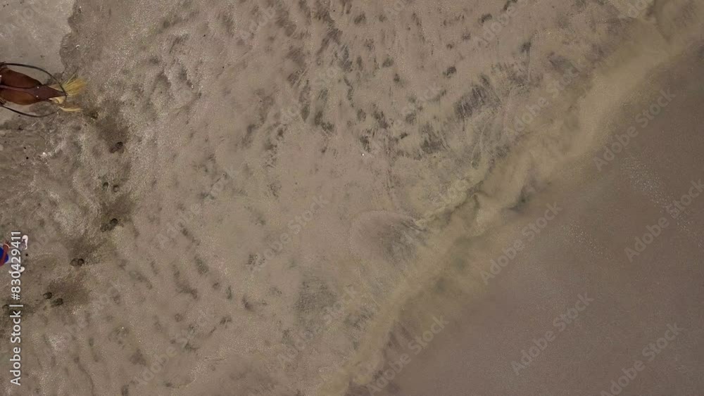 brown horse with blonde hair walking in circles on the beach held by its trainer, at times you can see the water going up and down brown horse with blonde hair walking in circles on the beach held by its trainer, at times you can see the water going up and down