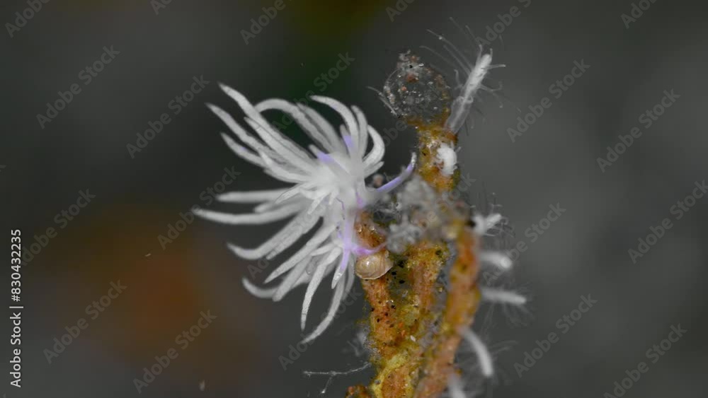 A nudibranch sits on a hydroid branch swaying in the sea current.
Purple-Line Unidentia (Unidentia sandramillenae) 9 mm. ID: translucent white with purple middorsal line, rhinophores smooth. A nudibranch sits on a hydroid branch swaying in the sea current.
Purple-Line Unidentia (Unidentia sandramillenae) 9 mm. ID: translucent white with purple middorsal line, rhinophores smooth.
