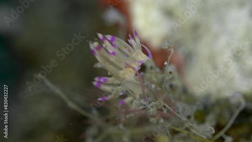 A nudibranch sits on a branch swaying in the sea current.
Pale Coryphellina (Coryphellina sp.) 20 mm. ID: cream-yellow, perfoliate purple-tipped rhinophores. photo