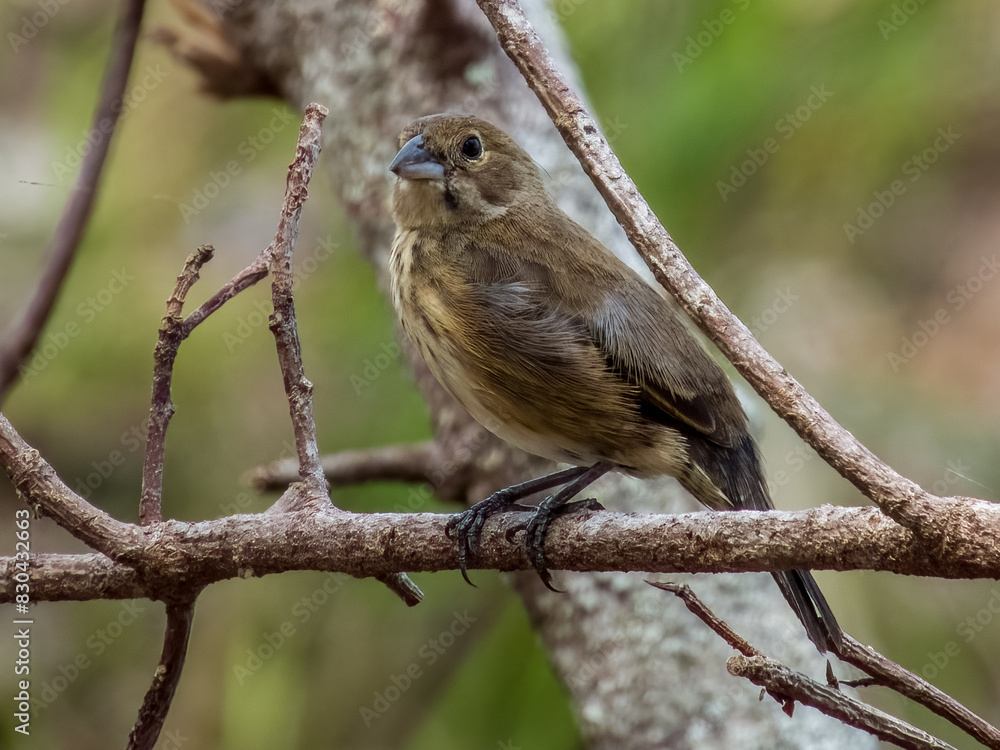 Fototapeta premium Blue-black Grassquit Volatinia jacarina in Costa Rica