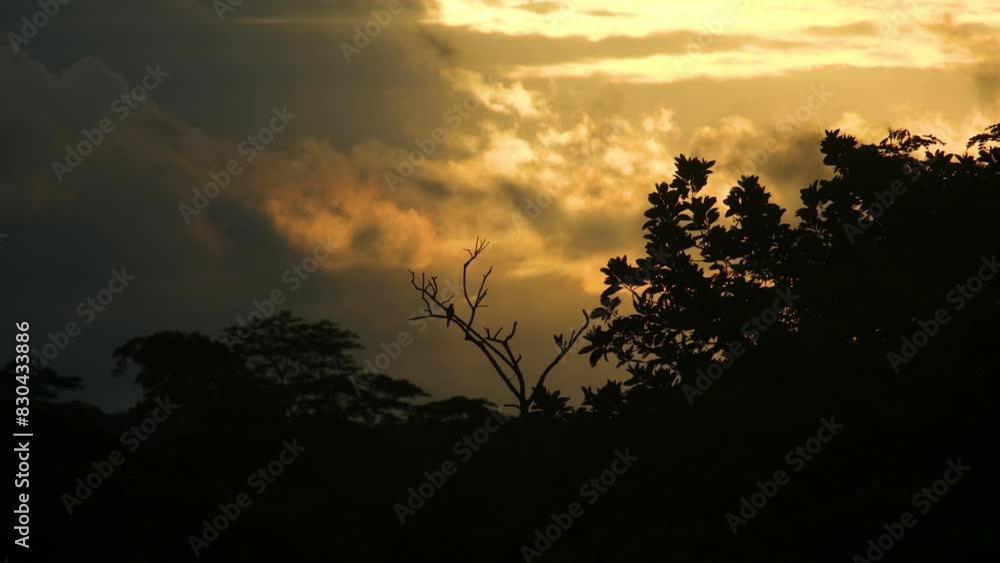 Magpie Birds Perched on the Silhouetted Branches of a Tree in the Enchanting Amazon Rainforest During Sunset - Static Shot Magpie Birds Perched on the Silhouetted Branches of a Tree in the Enchanting Amazon Rainforest During Sunset - Static Shot