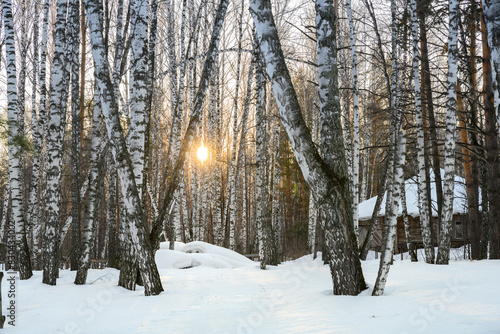 Sunset in a birch forest with a wooden house in the depths among the trees