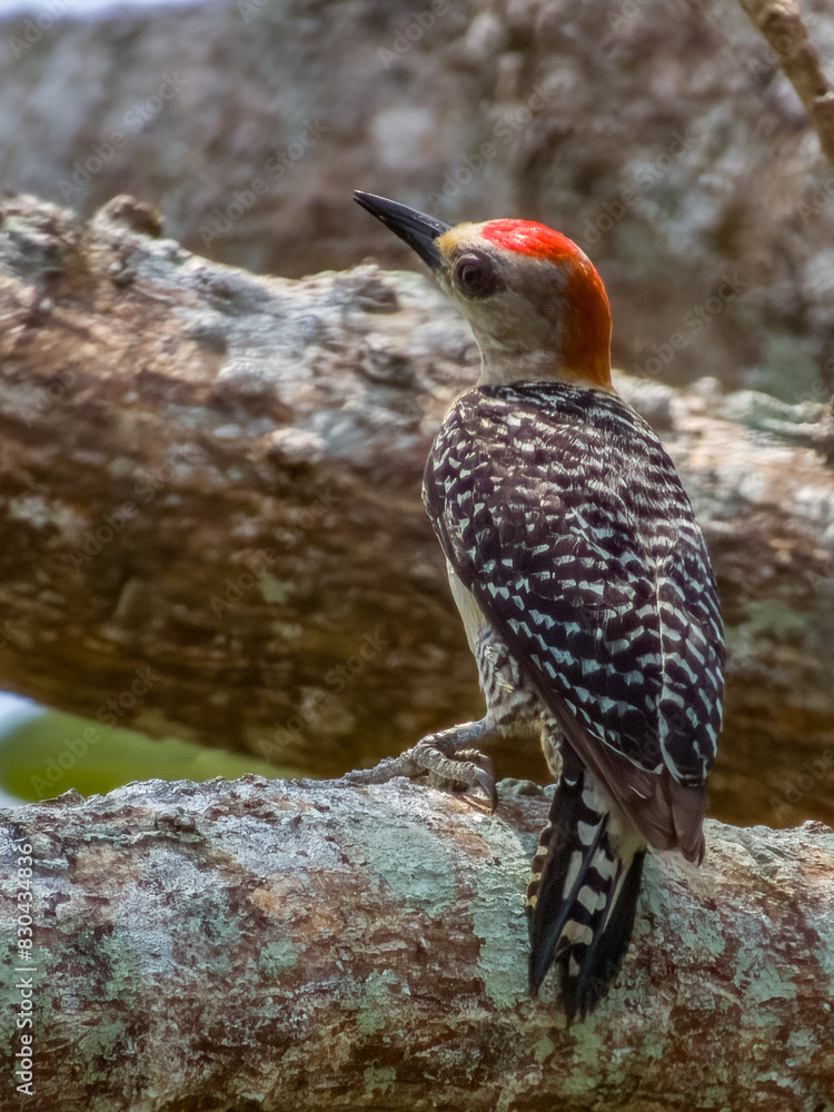 Fototapeta premium Red-crowned Woodpecker in Costa Rica