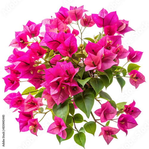 Bougainvillea flower isolated on transparent background