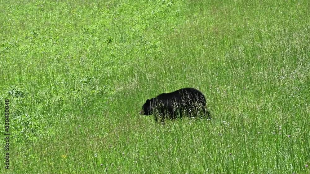 Black Bear Walking in the Grass Black Bear Walking in the Grass