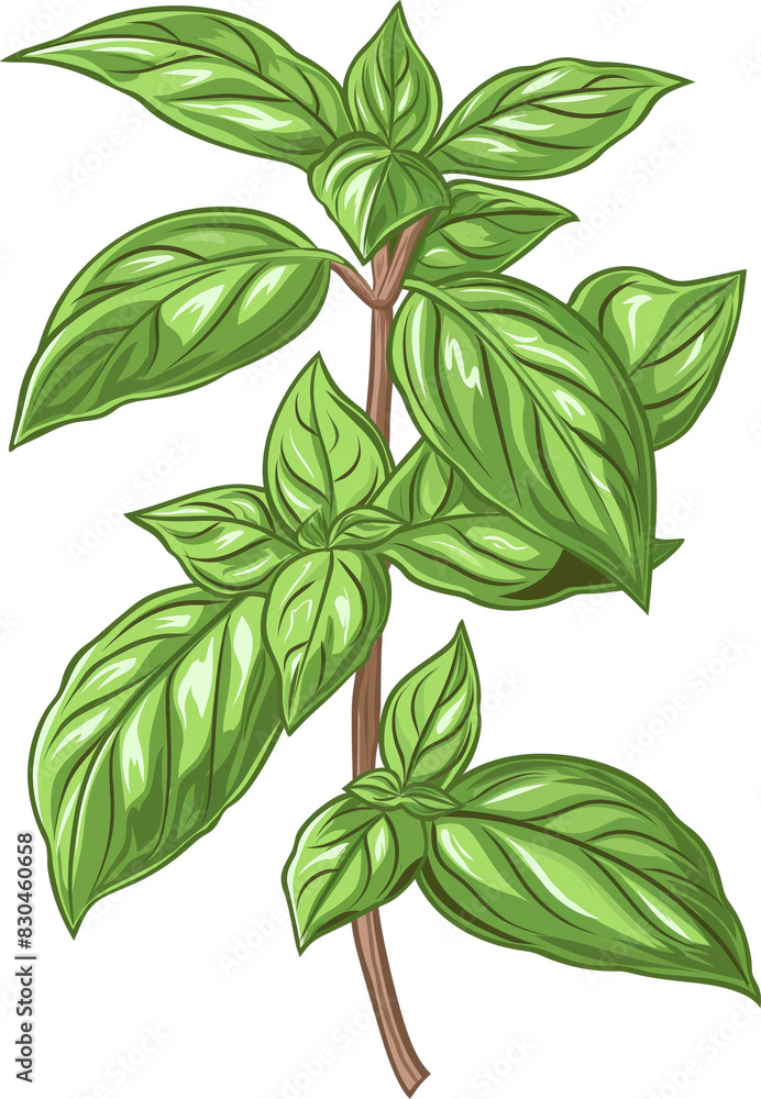Illustration green basil leaves growing on a branch isolated on transparent background. Illustration green basil leaves growing on a branch isolated on transparent background.